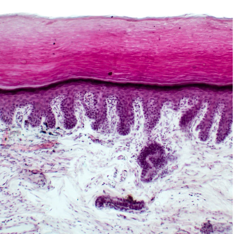 Microscopic view of skin layers illustrating the Science of Slow Beauty and its impact on skin health.