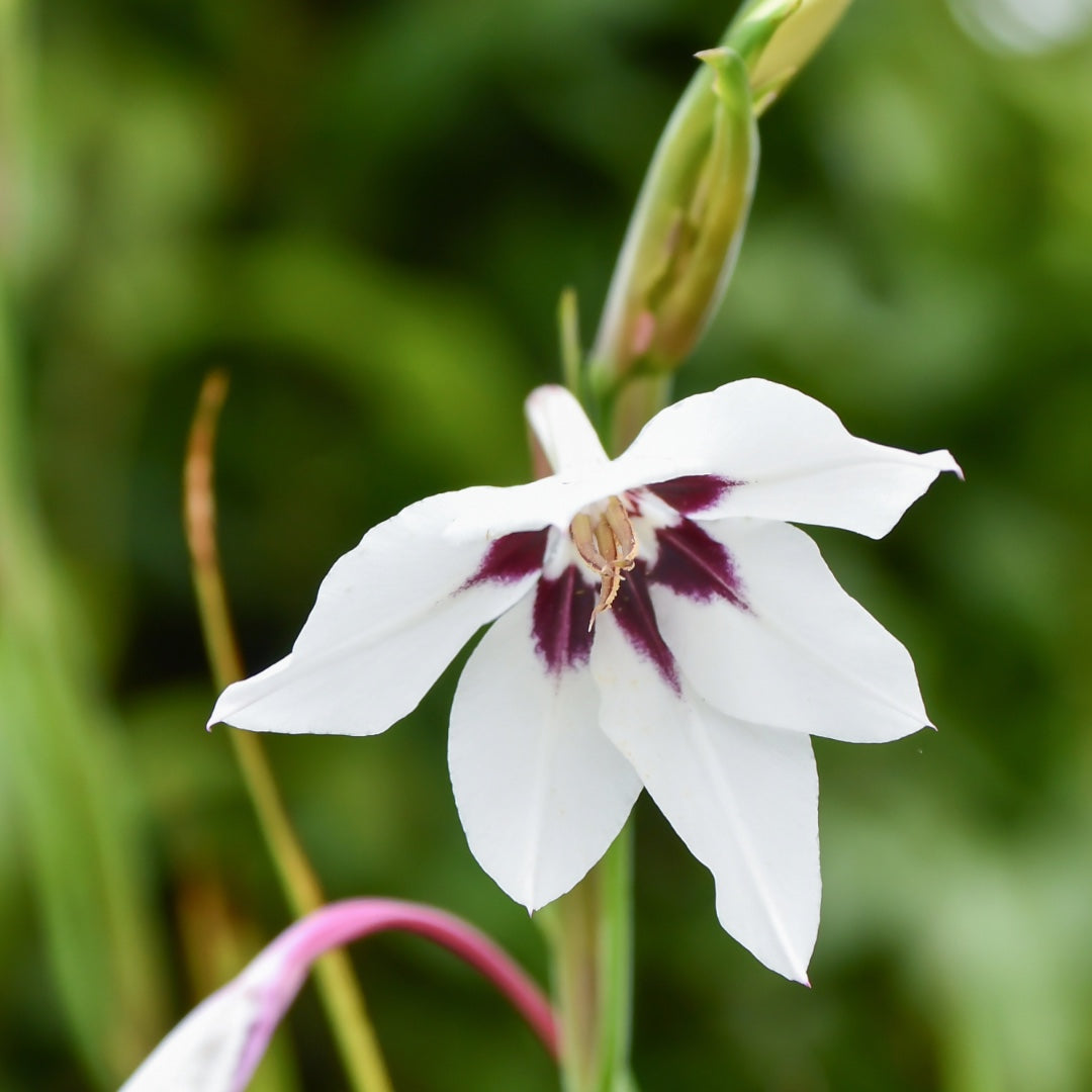 Abyssinian flower plant