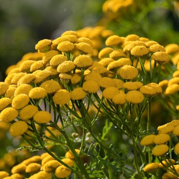 Blue tansy, the source of chamazulene in the Renew face serum