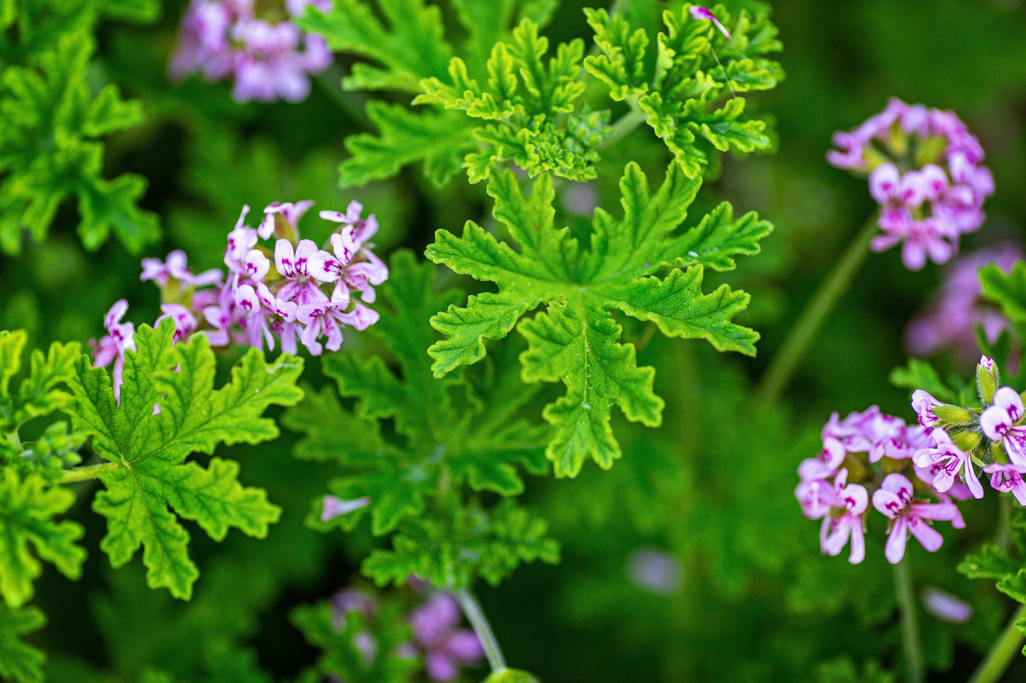 Rose geranium flowers, a botanical in the Nourish face balm