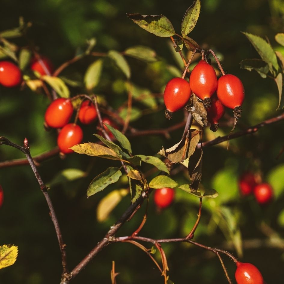 Rosehip, pressed for the seed oil used in the Groom beard oil